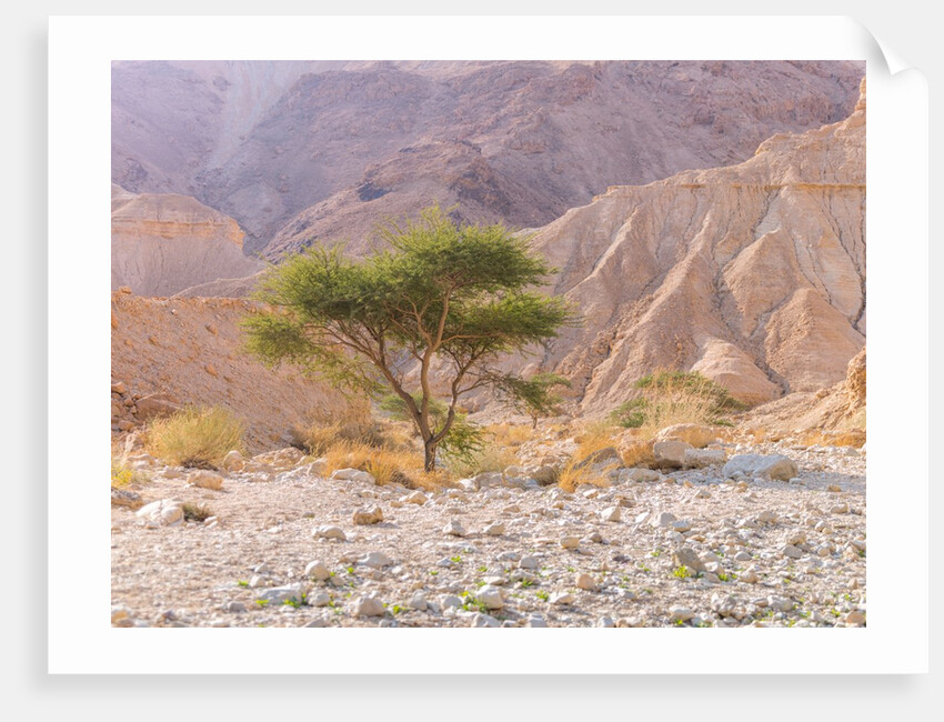 Negev Desert, Israel by Assaf Frank
